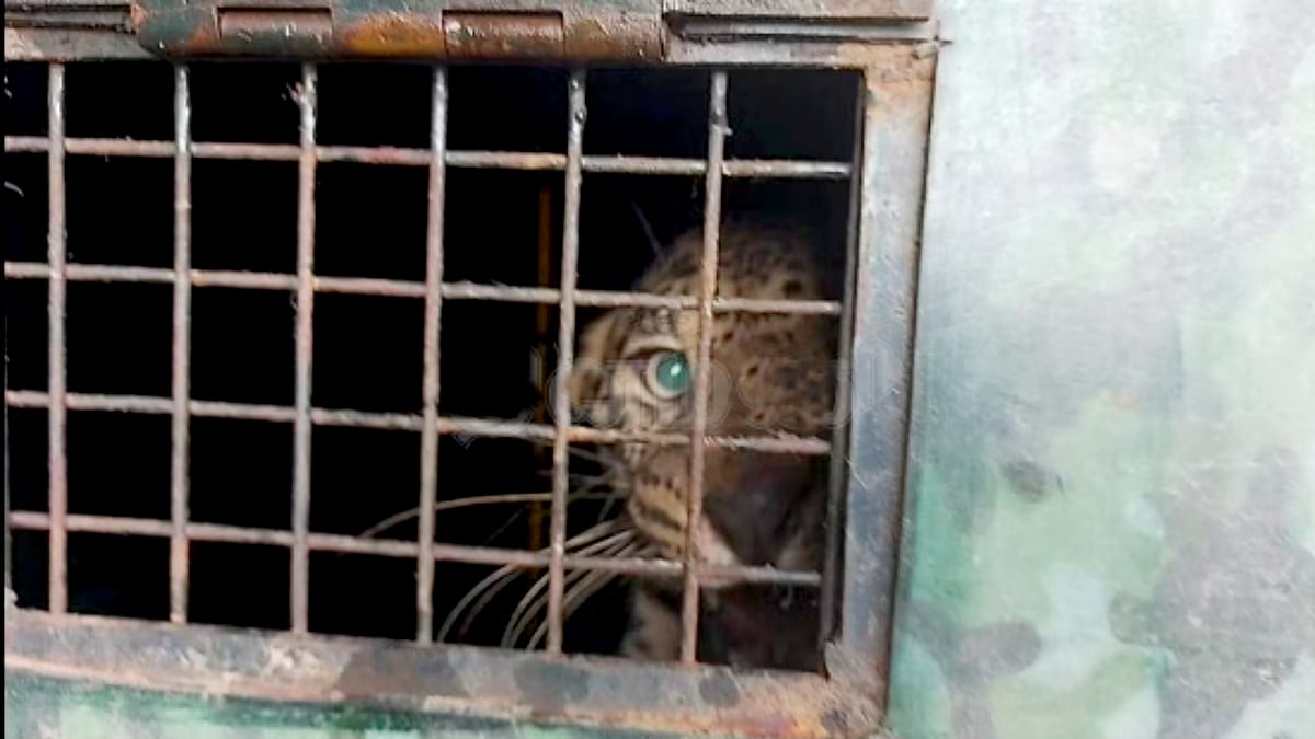 சிறுமியை கொடூரமாக கொன்ற சிறுத்தை.. ஆடு வைத்து கூண்டோடு பிடித்த வனத்துறை..