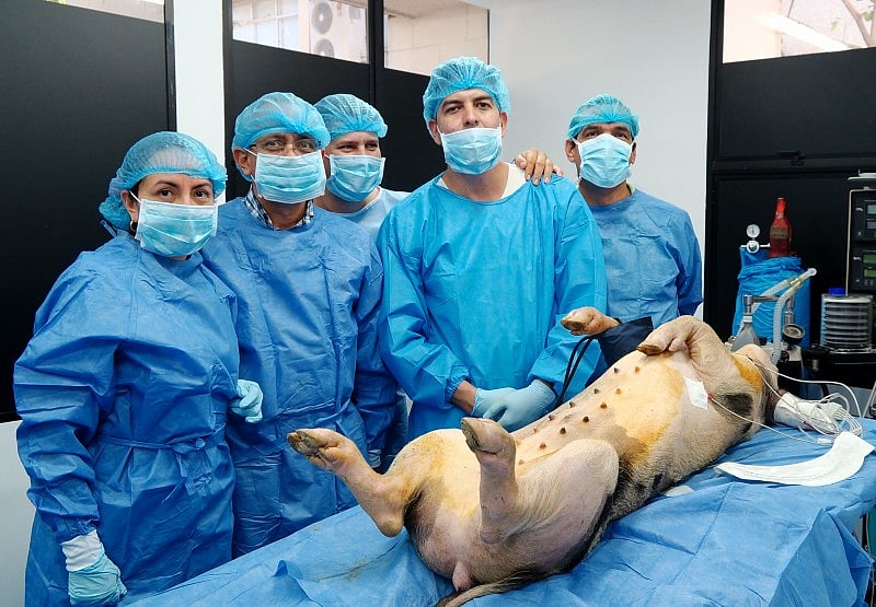 இறந்த பன்றியை உயிரோடு எழுப்பிய விஞ்ஞானிகள்.. இனி இறப்பே கிடையாதா? அமெரிக்காவில் நடந்த அறிவியல் புரட்சி !