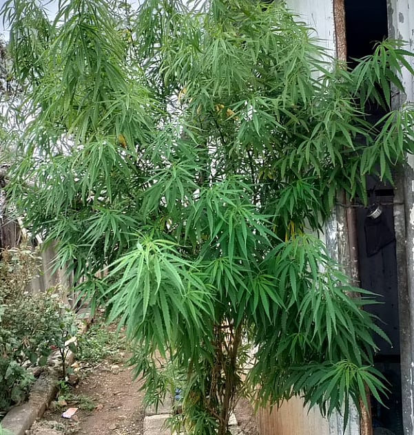 வேலைக்கு போகாமல் வீட்டில் 3 மாதம் கஞ்சா செடி வளர்த்த வட இந்தியர்.. கைது செய்த போலிஸ்!