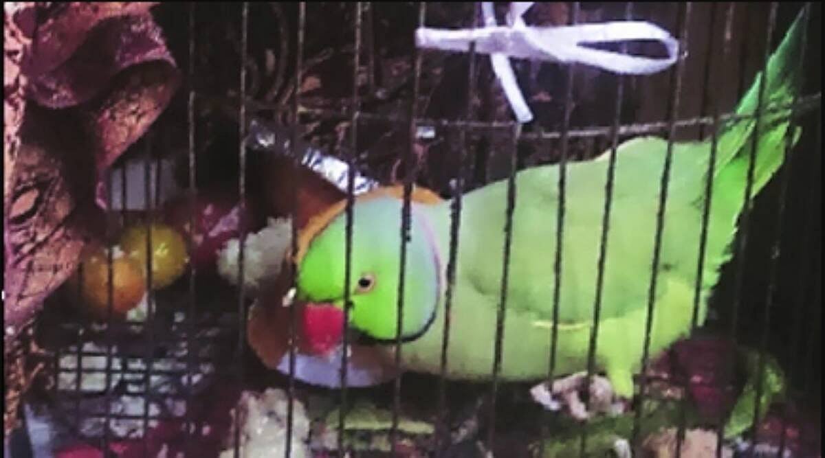 கிளி மீது நடவடிக்கை எடுக்க வேண்டும்.. காவல்நிலையத்தில் புகார் கொடுத்த 72 வயது முதியவர்: காரணம் என்ன?