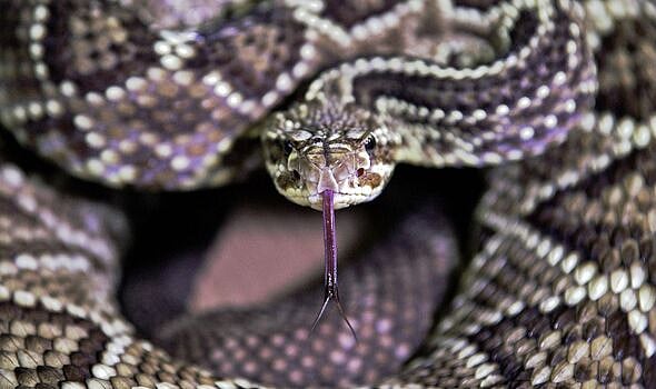 நீ என்ன பெரிய புலியா.. பாம்பை ஒரே கடியால் 2 துண்டாக்கிய சிறுமி: எங்கு நடந்தது தெரியுமா?