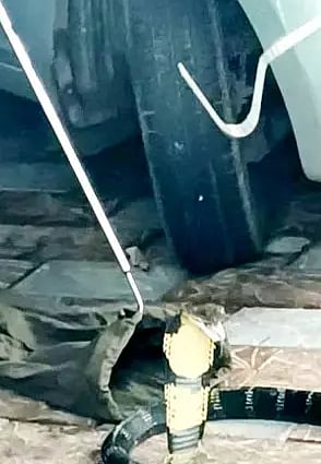 ஒரு மாதம் காரில் குடியிருந்த 8 அடி நீள ராஜநாகம்.. காரில் ஊர் ஊராக சுற்றிவந்த உரிமையாளர்!