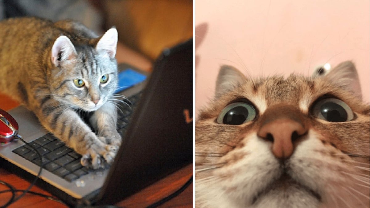 'ஆன்லைன் வகுப்பின்போது பூனை வந்ததால் ஆசிரியர் டிஸ்மிஸ்..' 4.8 லட்சம் இழப்பீடு வாங்கிய ஆசிரியர் - நடந்தது?