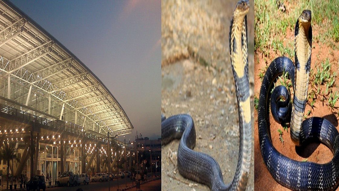 சென்னை விமானநிலையத்தில் ராஜநாகங்கள்.. அதிர்ந்த அதிகாரிகள்.. பின்னர் நடந்தது என்ன?  