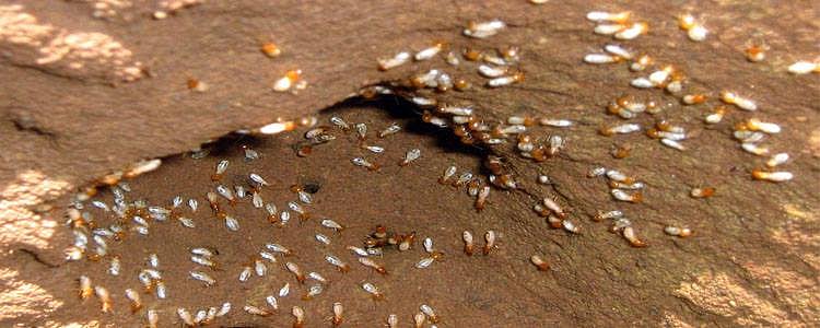 கரையான அழிக்கத் தந்தை வைத்த தீயில் 13 வயது மகள் உடல் கருகி உயிரிழப்பு.. சென்னையில் நடந்த சோகம்!