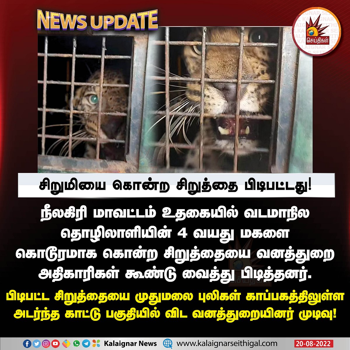சிறுமியை கொடூரமாக கொன்ற சிறுத்தை.. ஆடு வைத்து கூண்டோடு பிடித்த வனத்துறை..