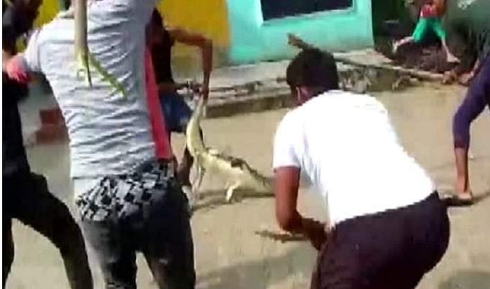 Hello உள்ளே வரலாமா.. அனுமதி கேட்டு பள்ளிக்குள் நுழைந்த முதலை: பீதியடைந்து ஓடிய மாணவர்கள்!