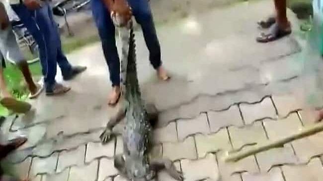 Hello உள்ளே வரலாமா.. அனுமதி கேட்டு பள்ளிக்குள் நுழைந்த முதலை: பீதியடைந்து ஓடிய மாணவர்கள்!