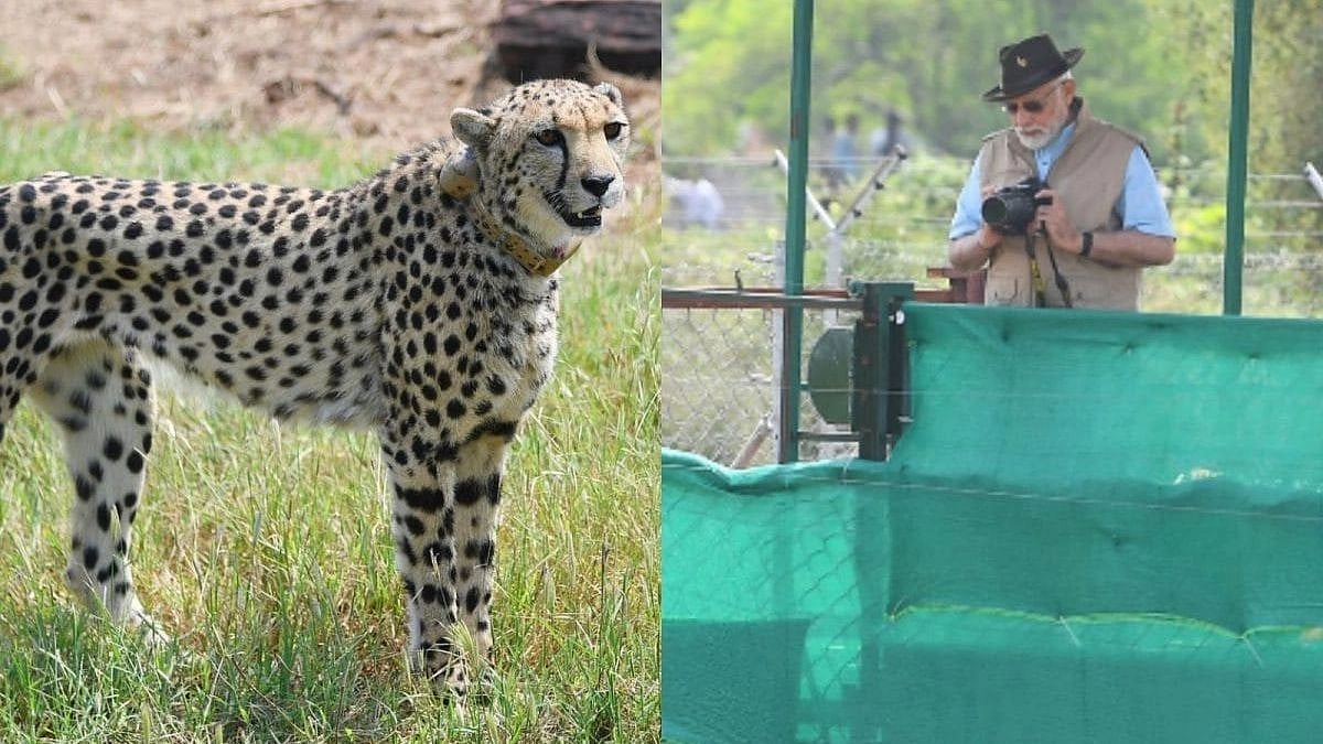 பிரதமர் மோடி நடத்திய தமாஷ்..  சிவிங்கிப் புலிகளைத் தேசிய பூங்காவிற்குக் கொடுத்தற்குக் காங்கிரஸ் கிண்டல்!