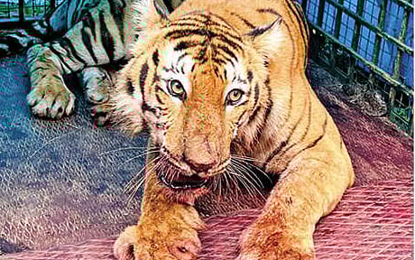 1 வயது குழந்தையை கவ்விய புலி.. கடுமையாக போராடி காப்பாற்றிய இளம் சிங்கப்பெண்.. ம.பி-யில் பதைபதை சம்பவம் !