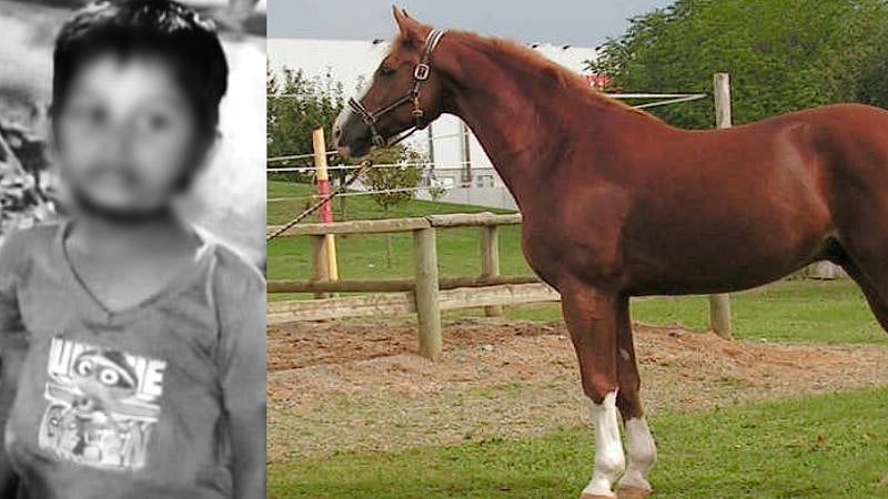 குதிரை எட்டி உதைத்ததில் 4 வயது சிறுவனுக்கு நடந்த துயரம்.. பெற்றோர்கள் அதிர்ச்சி!