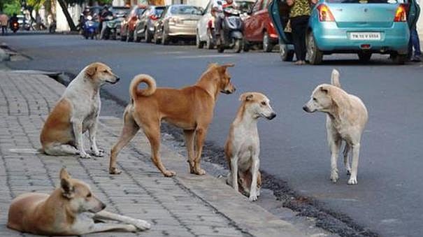 தெரு நாய்களுக்கு உணவு வைப்பவர்களுக்கு எச்சரிக்கை.. உச்சநீதிமன்றத்தின் உத்தரவு என்ன ?