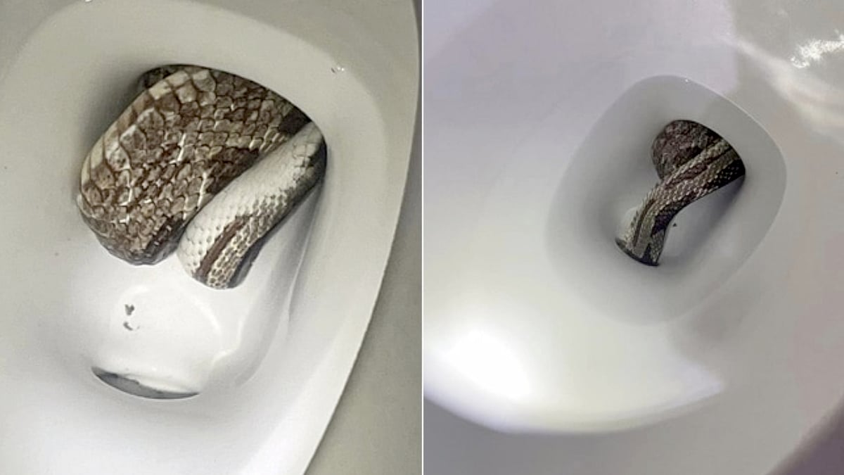 பொதுமக்களே உஷார்.! கழிவறை கோப்பைக்குள் பதுங்கியிருந்த பாம்பு.. இணையத்தில் வைரலாகும் அதிர்ச்சி புகைப்படம்!