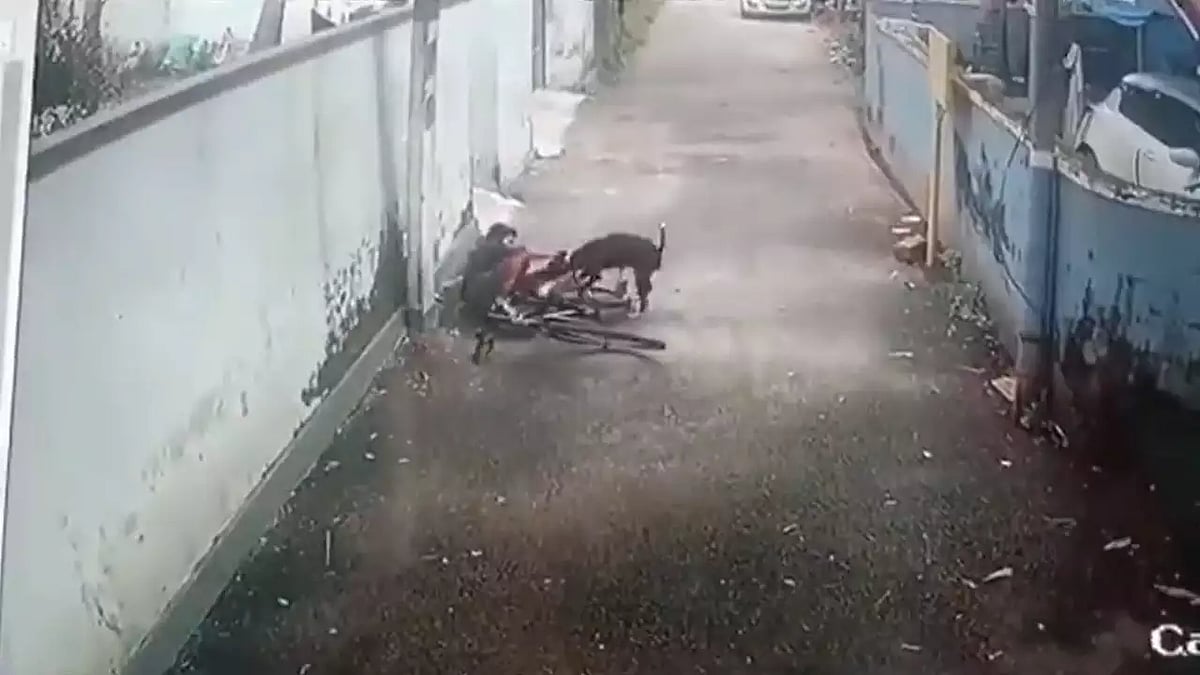 கேரளாவை அச்சுறுத்தும் தெருநாய்கள்.. சாலையில் நடக்கவே அச்சப்படும் மக்கள்: அங்கு நடப்பது என்ன?