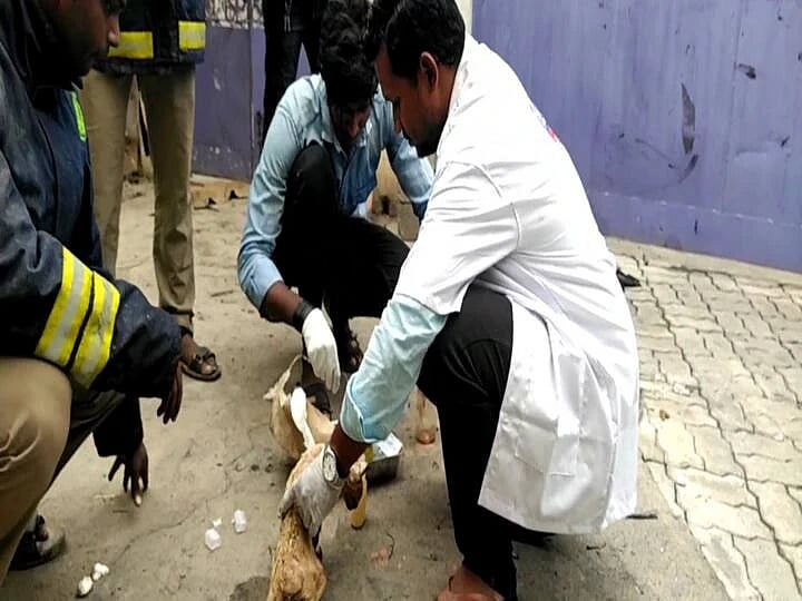 காஞ்சி: சிலிண்டர் விபத்தில் காயமடைந்த விலங்குகள்- விரைந்து காப்பாற்றிய தமிழக அரசின் கால்நடை மருத்துவர்கள்