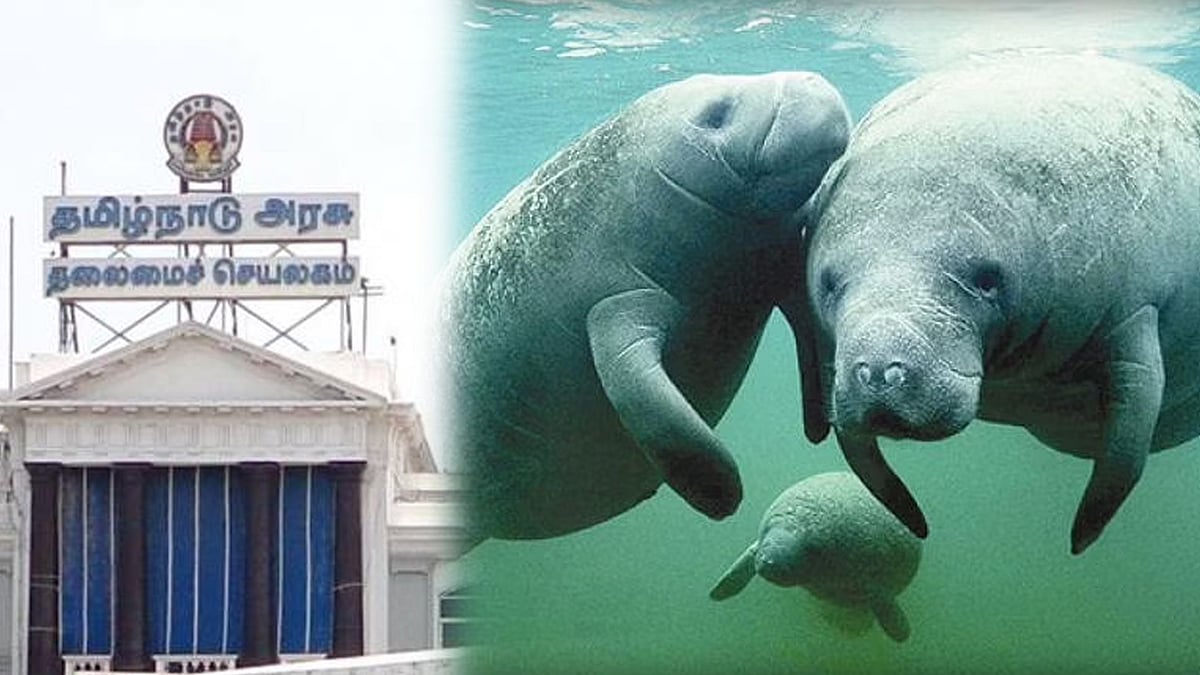 இந்தியாவிலேயே முதல் முறை.. 448 சதுர கி.மீ. பரப்பில் "கடல்பசு பாதுகாப்பகம்" : அறிவிக்கை வெளியிட்ட அரசு!