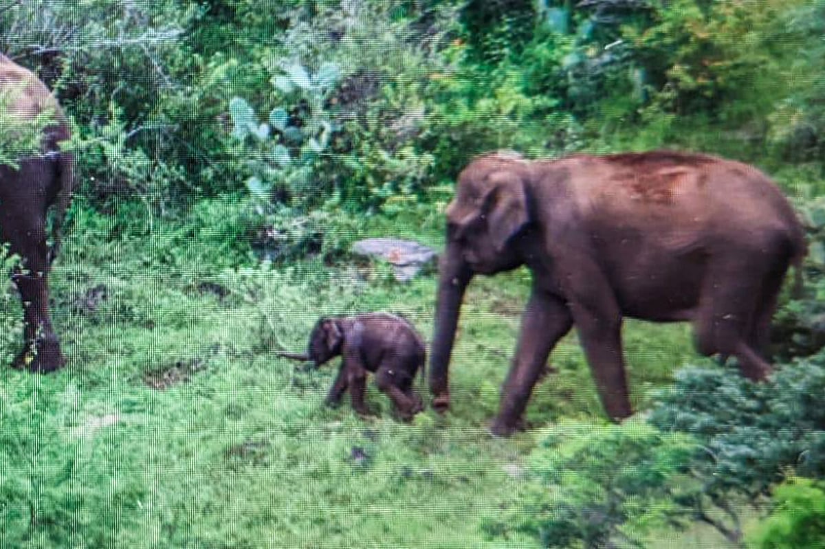 3 நாட்களுக்கு பின் தாயுடன் இணைந்த குட்டி யானை... வனத்துறையின் உதவியோடு முடிவுக்கு வந்த பாச போராட்டம் !