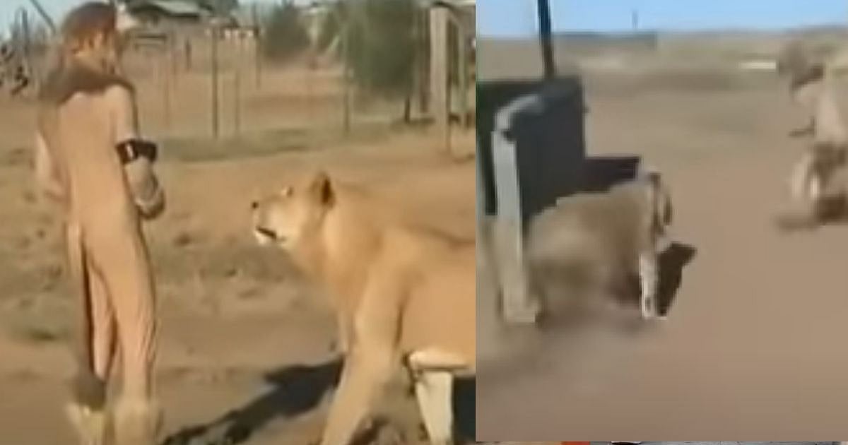 சிங்கத்துடனே Prank - சிறிய தவறால் கொதித்தெழுந்த சிங்கங்கள்.. உயிரை காப்பாற்ற அலறியடித்து ஓடிய YOUTUBER! 