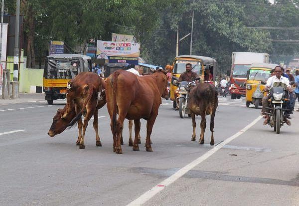 சாலையில் மாடுகள் சுற்றி திரிந்தால் ரூ.3000 அபராதம்.. உரிமையாளர்களை எச்சரித்த சென்னை மாநகராட்சி!