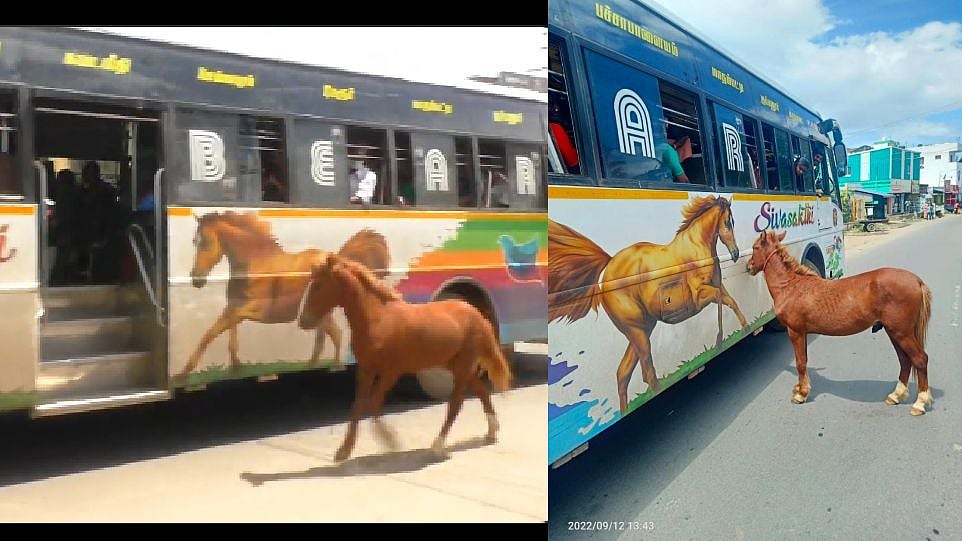 பேருந்தில் வரையப்பட்டிருந்த குதிரை படத்தை தனது தாய் என நினைத்து பின்னாலே ஓடிய குட்டி குதிரை ! Video