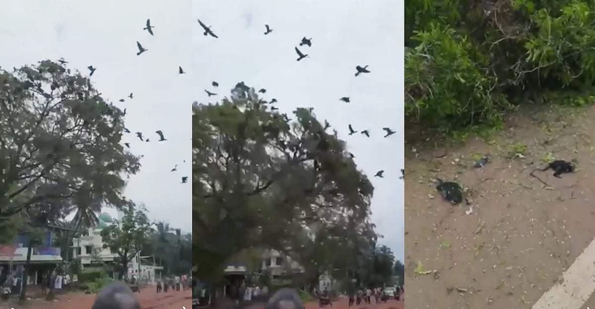 மரத்தை அகற்றியபோது இறந்த பறவைகள்.. நெஞ்சை உருக்கிய வீடியோ.. 3 பேரை அதிரடியாக கைது செய்த போலிஸ் ! 