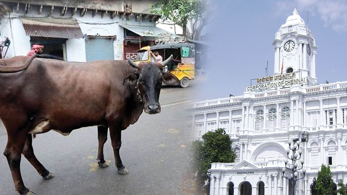 சாலையில் மாடுகள் சுற்றி திரிந்தால் ரூ.3000 அபராதம்.. உரிமையாளர்களை எச்சரித்த சென்னை மாநகராட்சி!