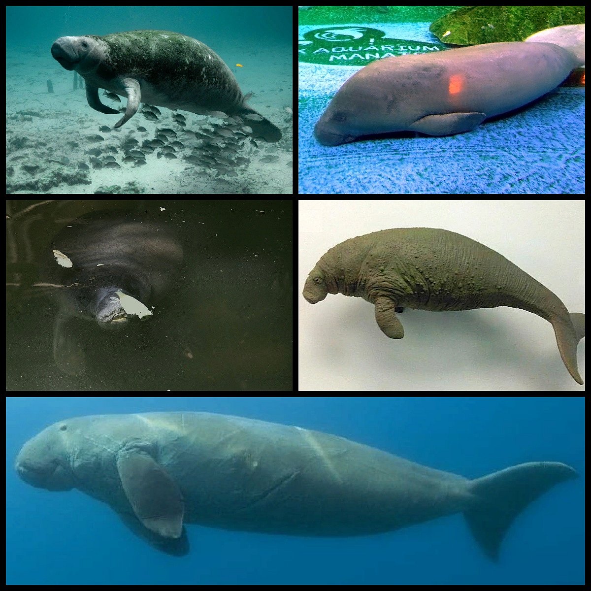 இந்தியாவிலேயே முதல் முறை.. 448 சதுர கி.மீ. பரப்பில் "கடல்பசு பாதுகாப்பகம்" : அறிவிக்கை வெளியிட்ட அரசு!