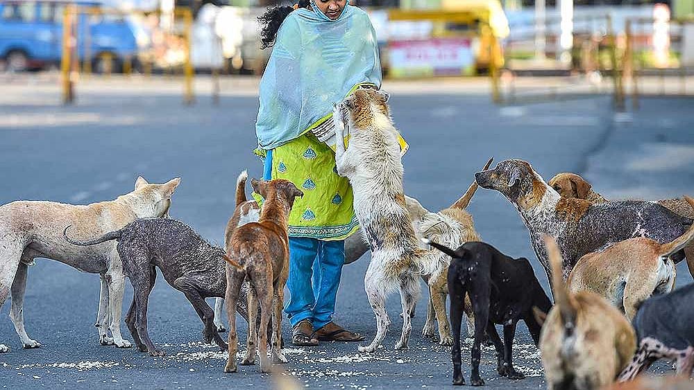 தெரு நாய்களுக்கு உணவு வைப்பவர்களுக்கு எச்சரிக்கை.. உச்சநீதிமன்றத்தின் உத்தரவு என்ன ?