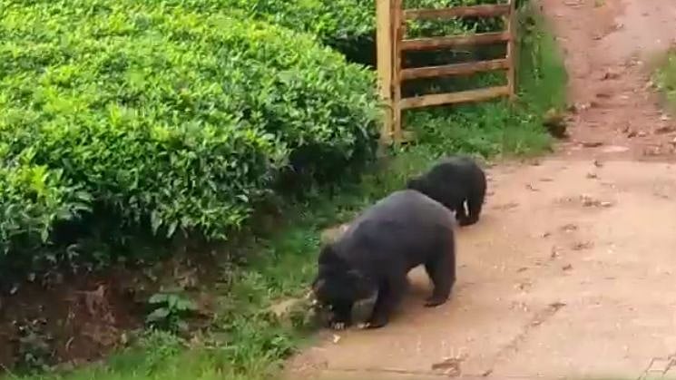 ‘இது எங்க ஏரியா..’ : குடியிருப்புக்குள் நுழைய முயன்ற கரடி - வாசலிலேயே தடுத்து நிறுத்திய வளர்ப்பு நாய் !