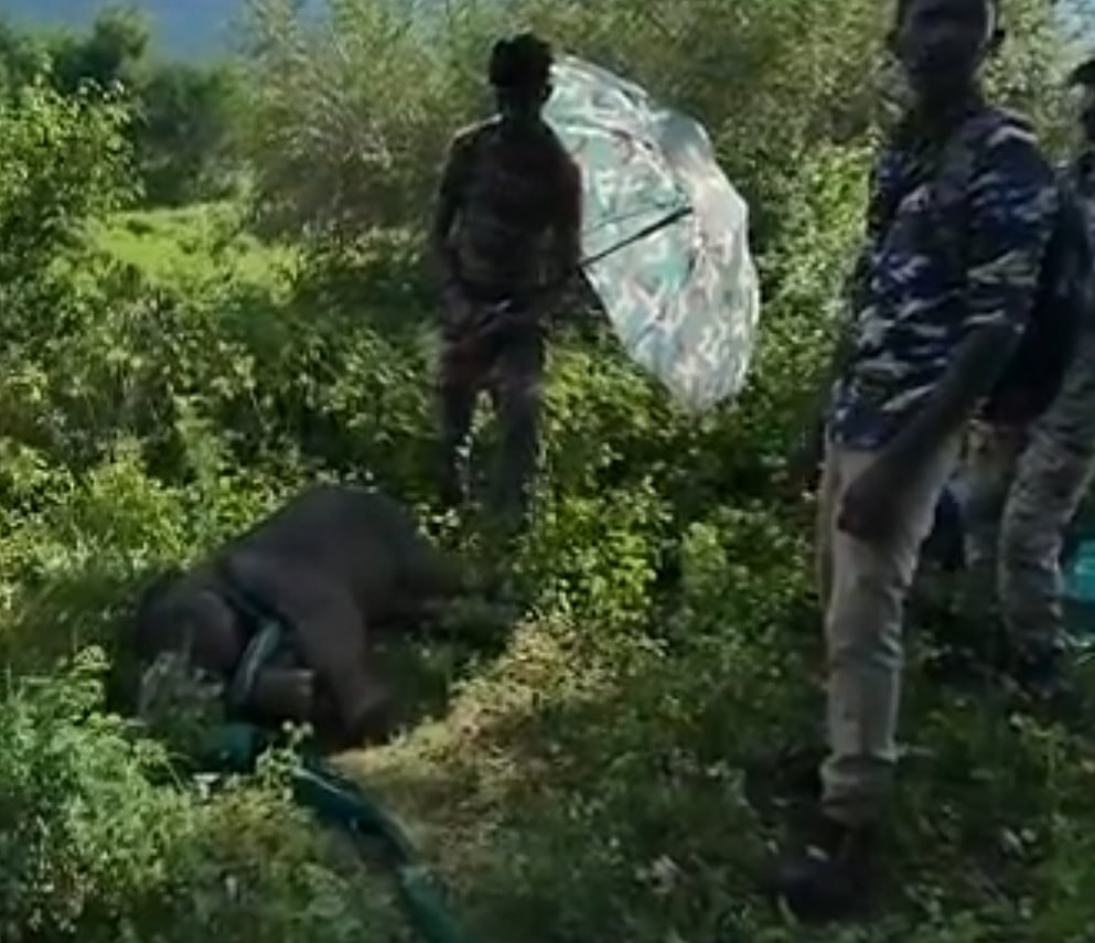 வெள்ளத்தில் அடித்து வரப்பட்ட குட்டியானை.. வெயில் படாமலிருக்க குடை பிடித்த தமிழக வனத்துறை:நெகிழ்ச்சி VIDEO