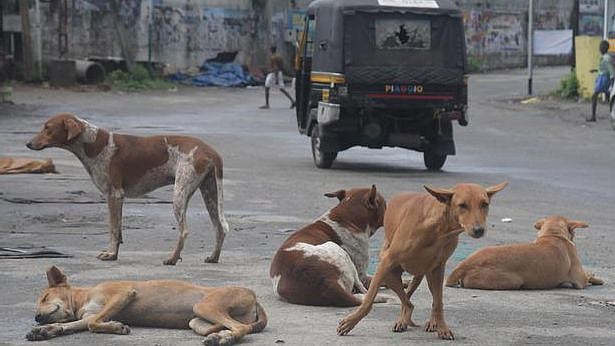 கேரளாவை அச்சுறுத்தும் தெருநாய்கள்.. சாலையில் நடக்கவே அச்சப்படும் மக்கள்: அங்கு நடப்பது என்ன?