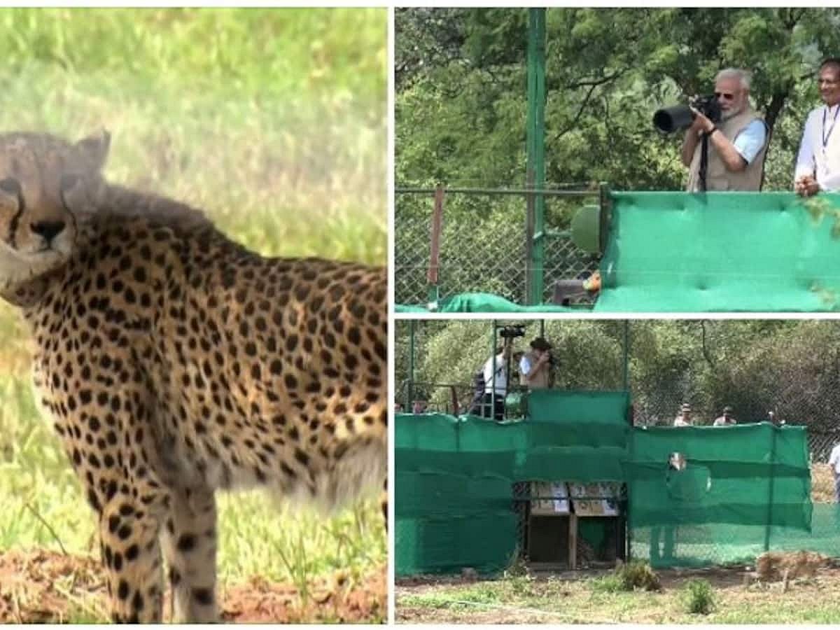 பிரதமர் மோடி நடத்திய தமாஷ்.. சிவிங்கிப் புலிகளைத் தேசிய பூங்காவிற்குக் கொடுத்தற்குக் காங்கிரஸ் கிண்டல்!