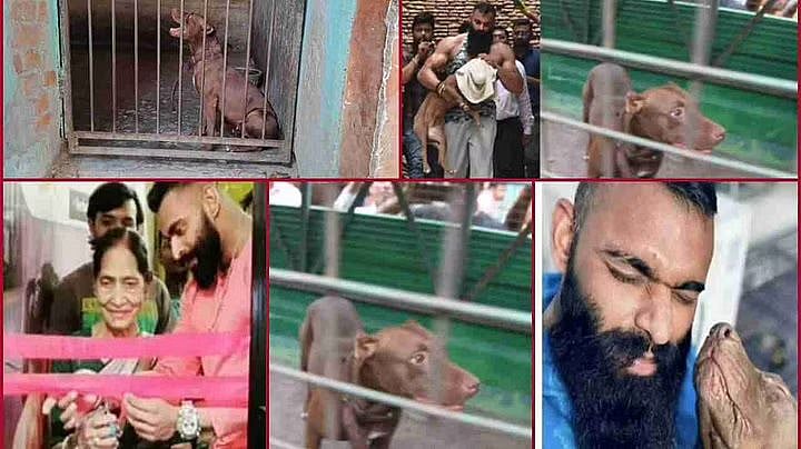 முகத்தில் மட்டும் 150 தையல்கள்.. பூங்காவில் விளையாடிய சிறுவனை கடித்து குதறிய பிட்புல் நாய் !