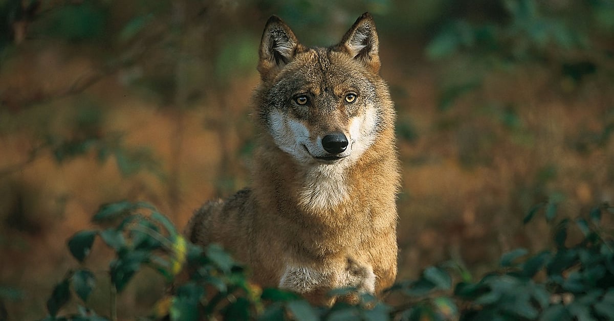 பேராசைப்பட்டால் என்ன நடக்கும்?.. ஓநாய் வழி மனிதர்களுக்கு உணர்த்தும் ஒரு ஜப்பானிய சிறுகதை!