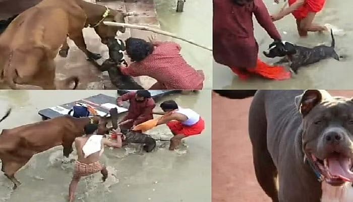 "மனிதனை கடித்தால் விட்டு விடுவோம்.. ஆனா பசுவை கடித்தால்.." -பிட்புல் நாய்க்கு தடை விதித்த உ.பி நகராட்சி!