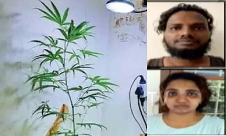 சமையலறையில் கஞ்சா செடி.. வசமாய் சிக்கிய பெண் இன்ஜினியர் பட்டதாரிகள்.. கேரளாவில் அதிர்ச்சி !