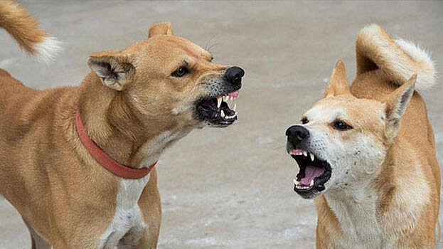 முதலில் பூனைக்கடி.. அடுத்து நாய்க்கடி: கேரள பெண்ணுக்கு அடுத்தடுத்து நடந்த துயரம்!