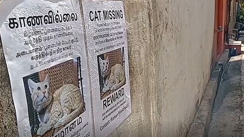 காணாமல் போன பூனை.. கண்டுபிடித்து தருவோருக்கு சன்மானம்:  நகரம் முழுவதும் ஒட்டப்பட்டுள்ள போஸ்டர்!