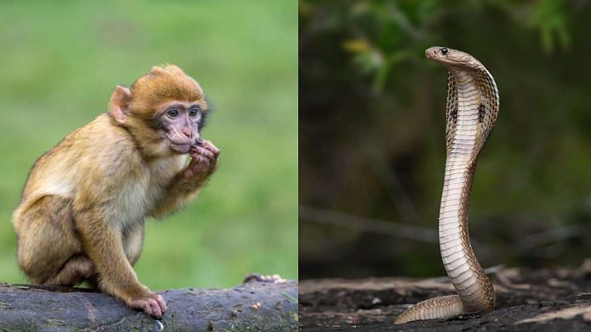 காவல்நிலையத்தில் அட்டகாசம் செய்த குரங்குகள்.. பாம்புகளை வைத்து தொல்லையை முடித்த போலிஸார்.. நடந்தது என்ன ?