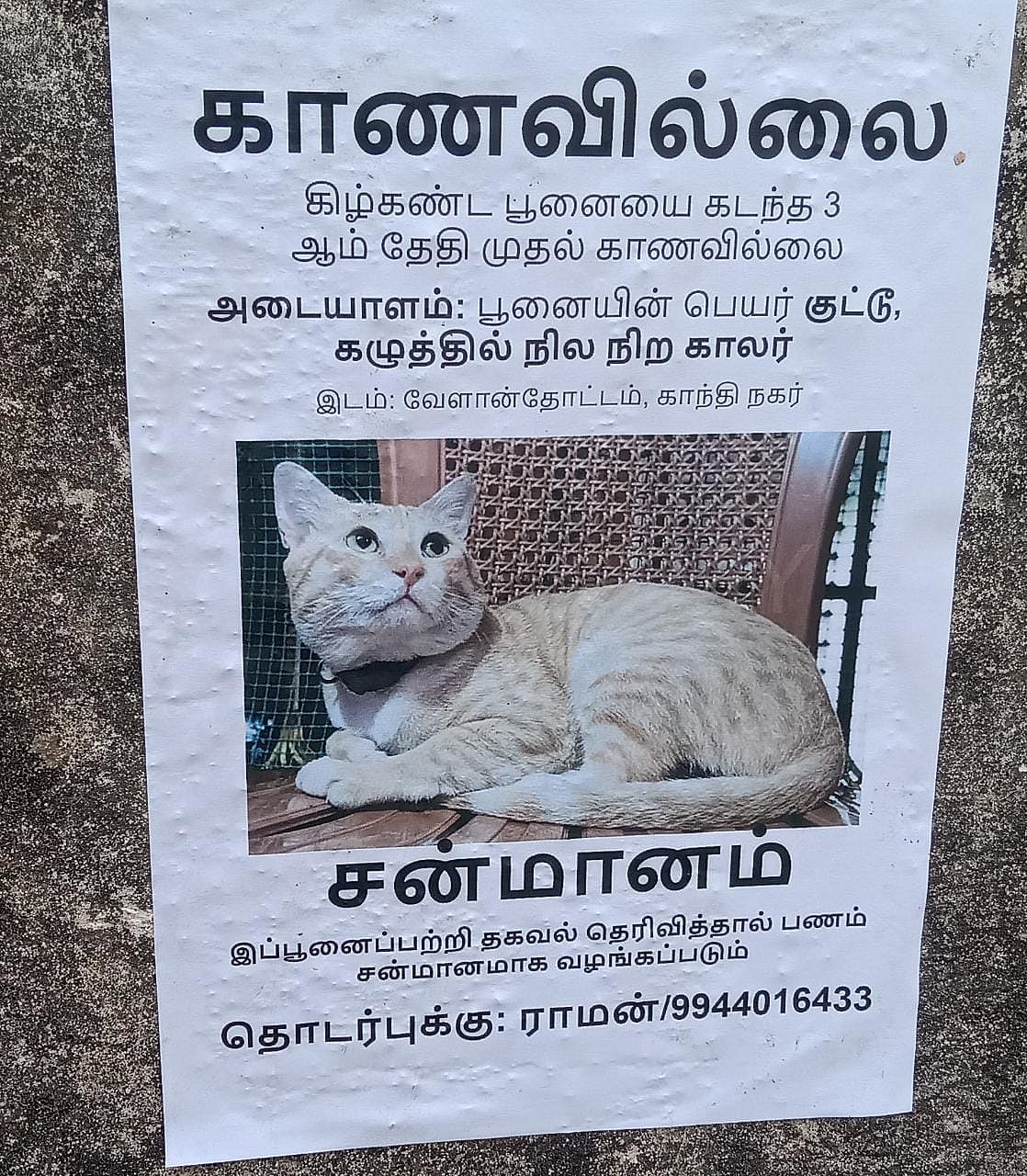 காணாமல் போன பூனை.. கண்டுபிடித்து தருவோருக்கு சன்மானம்:  நகரம் முழுவதும் ஒட்டப்பட்டுள்ள போஸ்டர்!