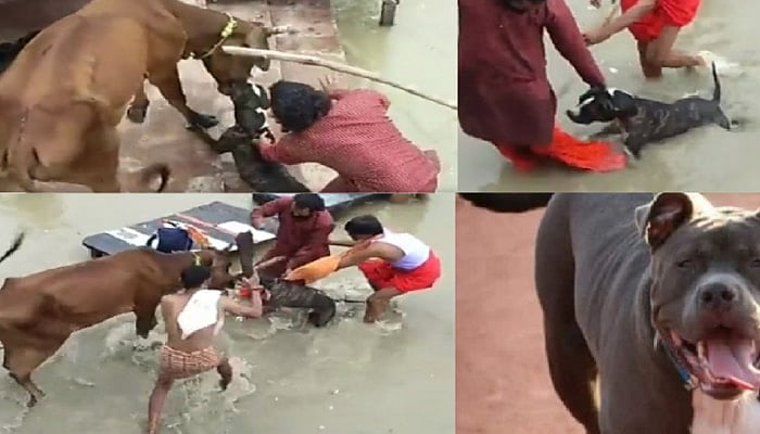 பசு மாட்டை கடித்து குதறிய பிட்புல் நாய்.. மூன்று மாதத்தில் 4-வது சம்பவம்.. வீடியோ வெளியாகி அதிர்ச்சி !