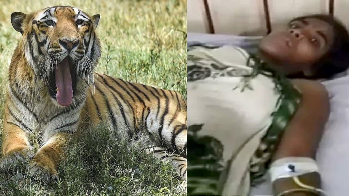 1 வயது குழந்தையை கவ்விய புலி.. கடுமையாக போராடி காப்பாற்றிய இளம் சிங்கப்பெண்.. ம.பி-யில் பதைபதை சம்பவம் !