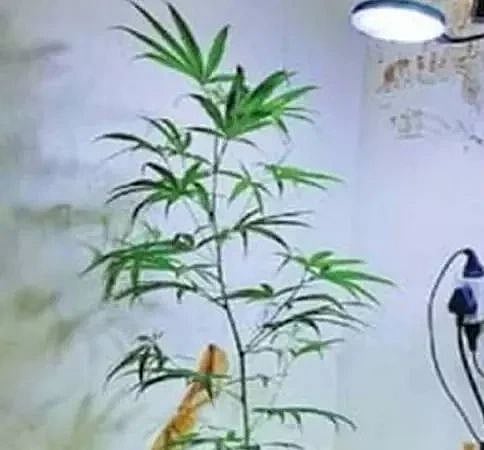 சமையலறையில் கஞ்சா செடி.. வசமாய் சிக்கிய பெண் இன்ஜினியர் பட்டதாரிகள்.. கேரளாவில் அதிர்ச்சி !