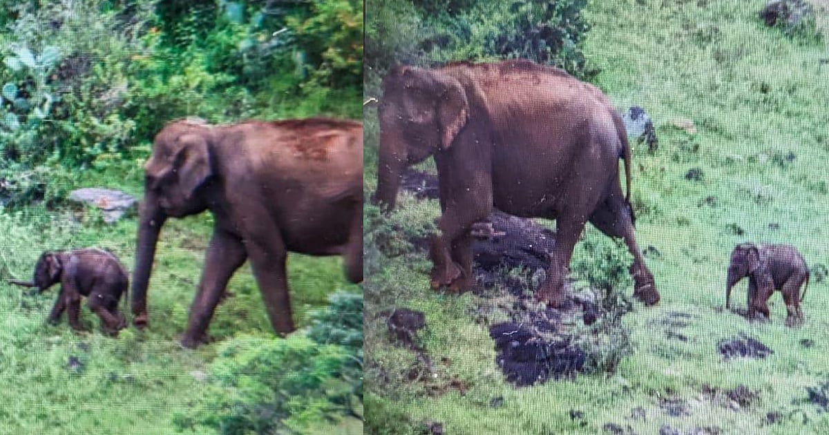 3 நாட்களுக்கு பின் தாயுடன் இணைந்த குட்டி யானை... வனத்துறையின் உதவியோடு முடிவுக்கு வந்த பாச போராட்டம் ! 