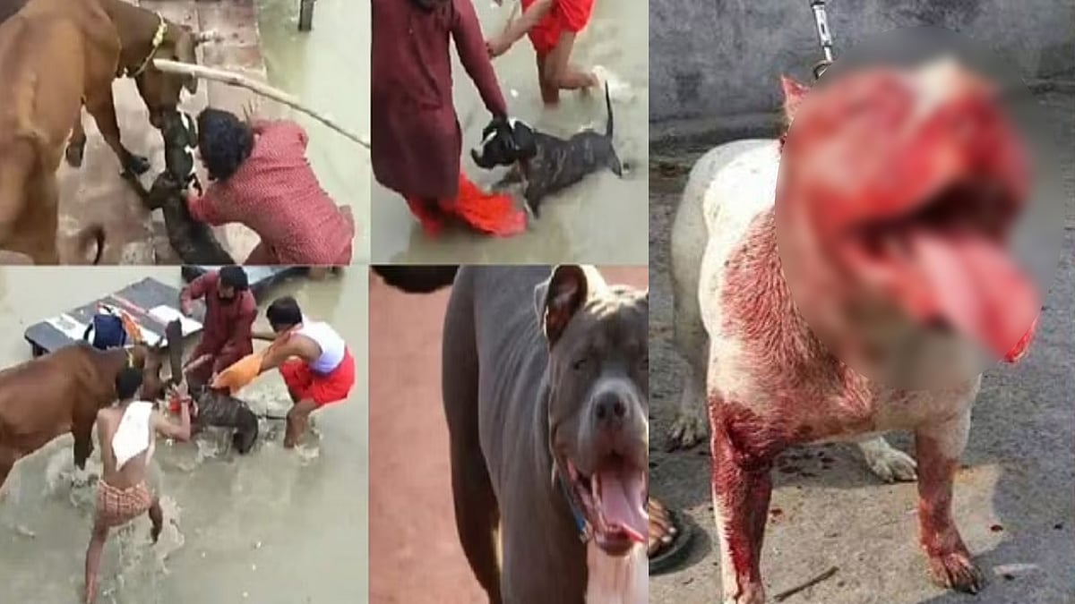 "மனிதனை கடித்தால் விட்டு விடுவோம்.. ஆனா பசுவை கடித்தால்.." -பிட்புல் நாய்க்கு தடை விதித்த உ.பி நகராட்சி!