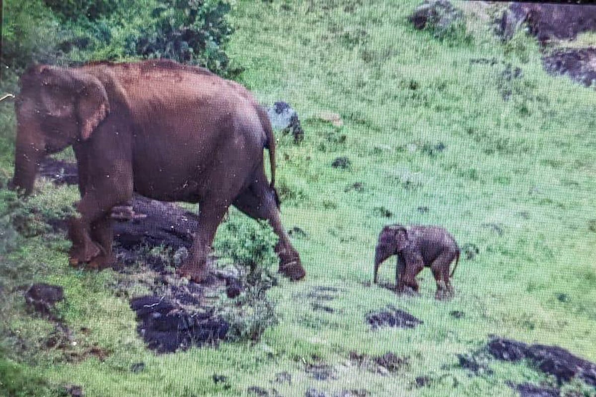 3 நாட்களுக்கு பின் தாயுடன் இணைந்த குட்டி யானை... வனத்துறையின் உதவியோடு முடிவுக்கு வந்த பாச போராட்டம் !