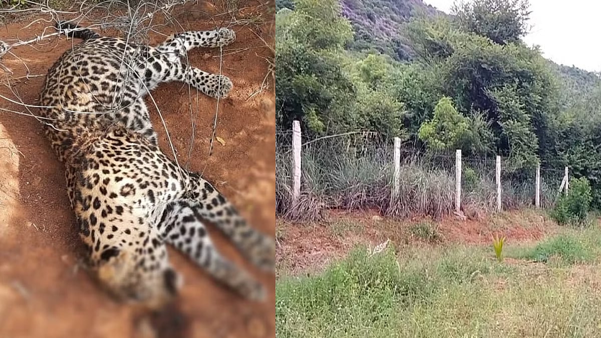 மின் வேலியில் சிக்கி சிறுத்தை உயிரிழந்த விவகாரம்: OPS மகனின் தோட்ட மேலாளர்கள் கைது - வனத்துறையினர் அதிரடி