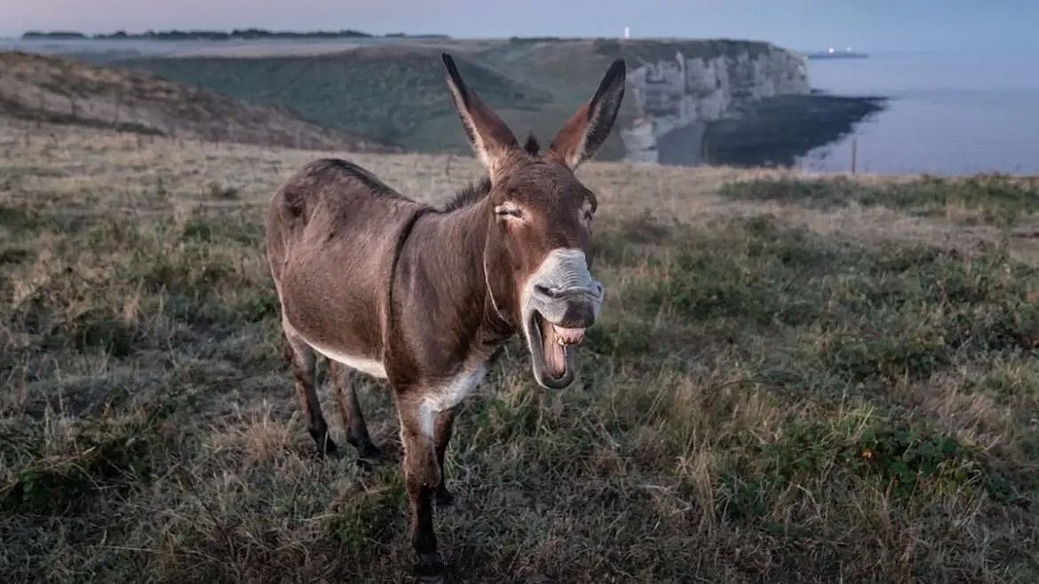 ஆண்மை அதிகரிக்கும்?.. ஆந்திராவில் சட்ட விரோதமாக  ரூ.600க்கு கழுதை கறி விற்பனை: 7 பேர் கைது!