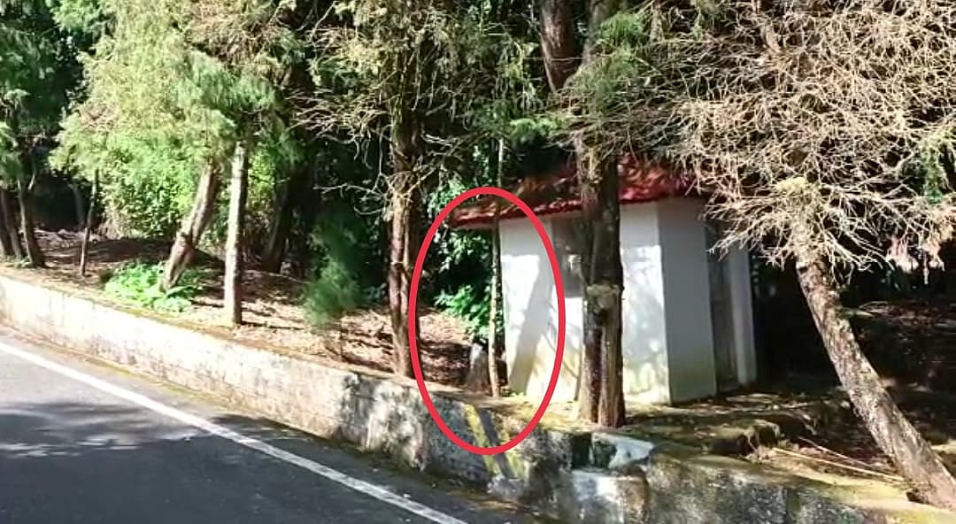 கொடநாடு வழக்கு; காவலாளியை தலைகீழாக கட்டி வைத்த மரத்தை வெட்டி அகற்றி எஸ்டேட் நிர்வாகம்: CBCID பகீர் தகவல்!