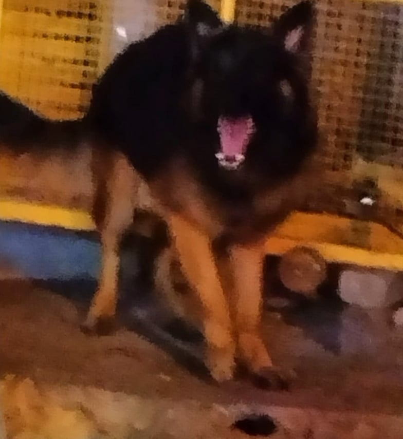 திடீரென தீப்பற்றிய சொகுசு கார்.. முன்னரே உணர்ந்து உரிமையாளரை காப்பாற்றிய வளர்ப்பு நாய்!கரூரில் நெகிழ்ச்சி